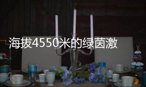 海拔4550米的綠茵激情：玉樹少年用熱愛踢出“世界波”